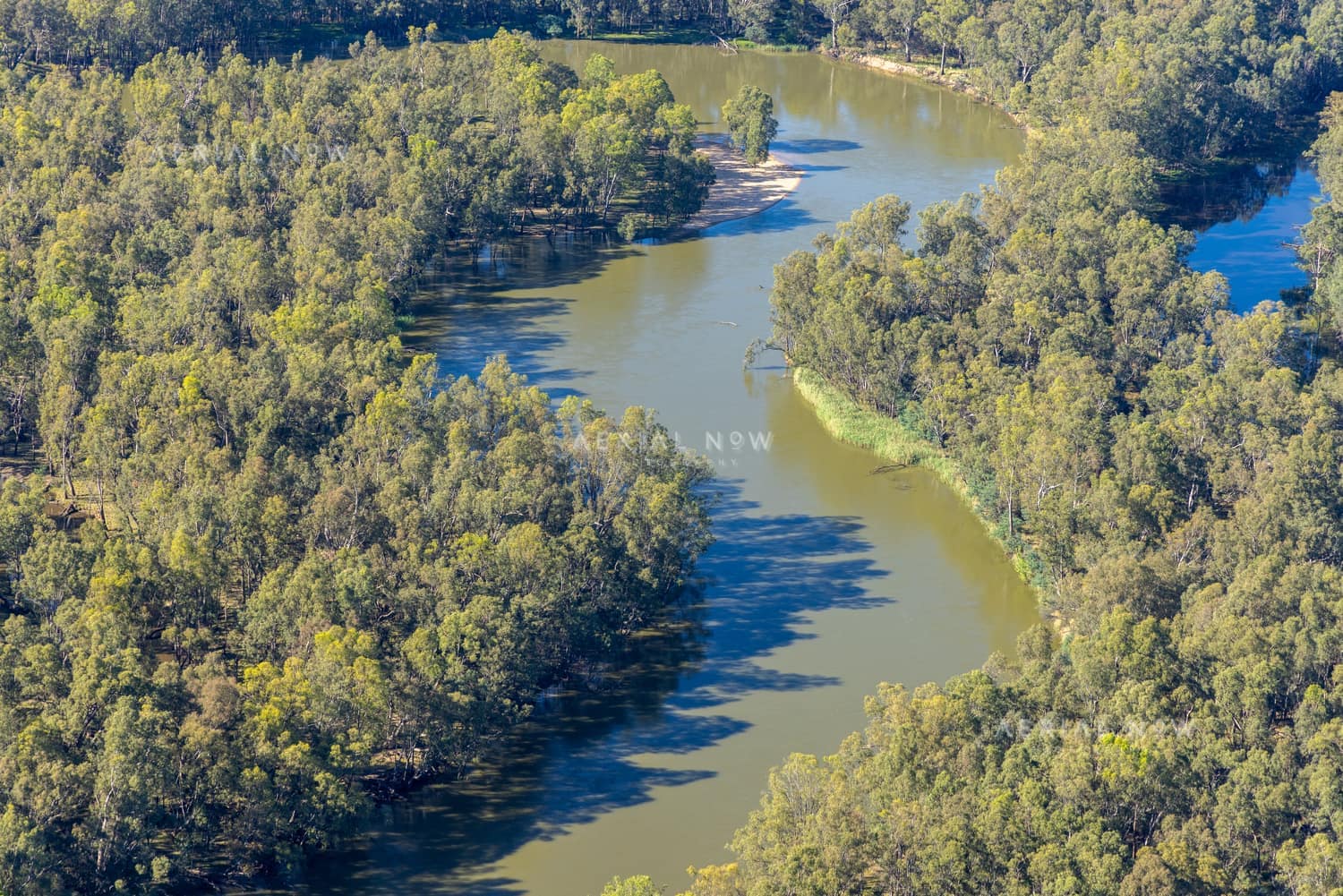 Aerial view of a winding Murray River bend bordered by dense river red gum woodland near Boomanoomana in New South Wales.