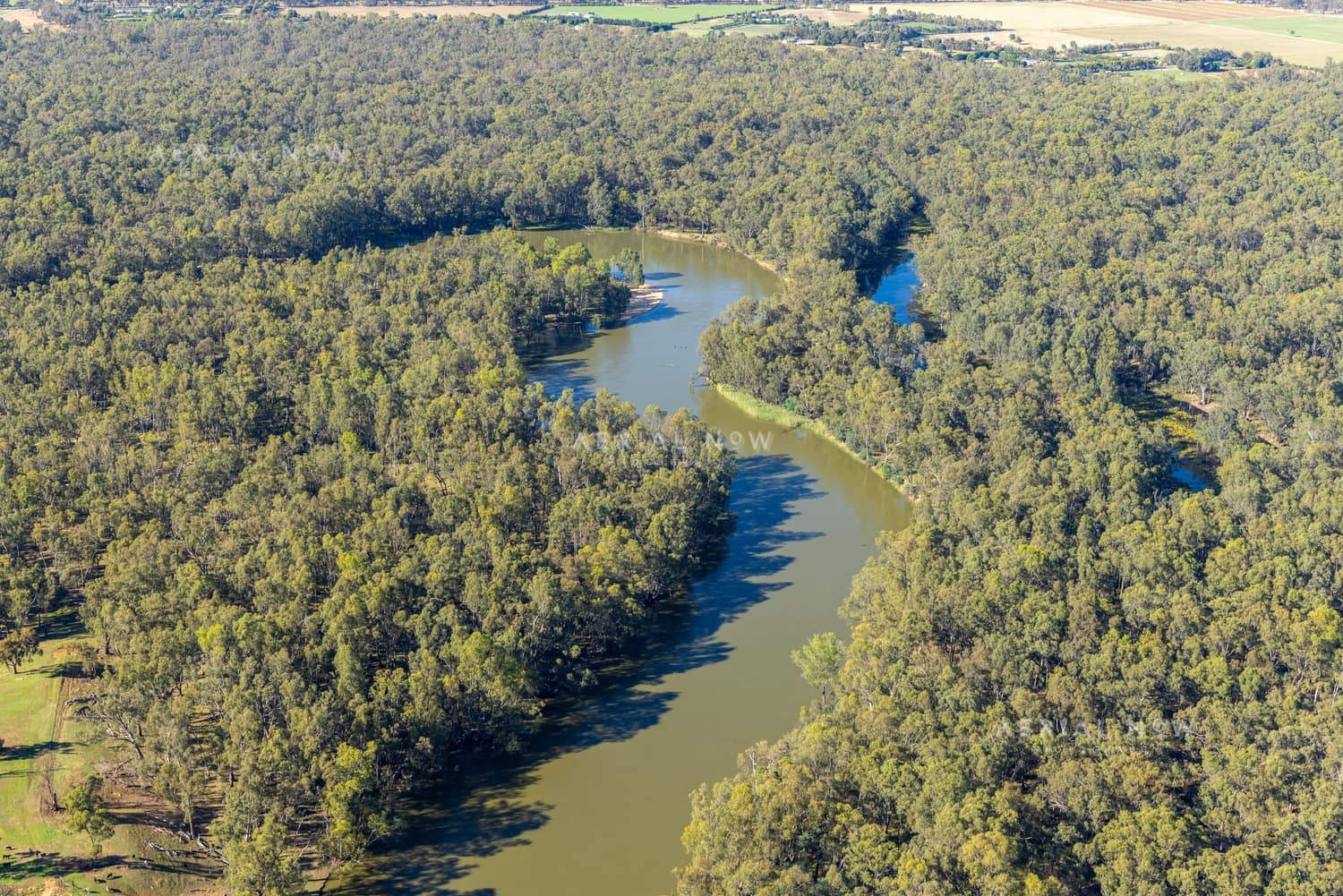Aerial view of a Murray River bend winding through dense river red gum woodland and nearby farmland at Boomanoomana NSW.