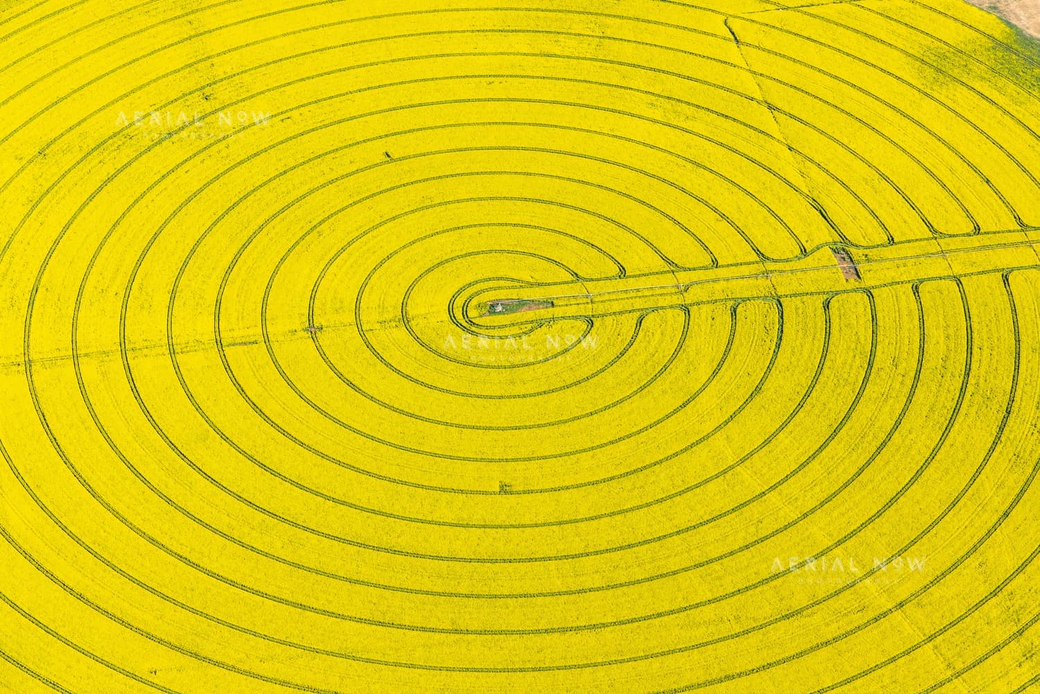 Aerial view of a bright yellow centre pivot crop field with circular tractor tracks near Wyuna in Victoria.