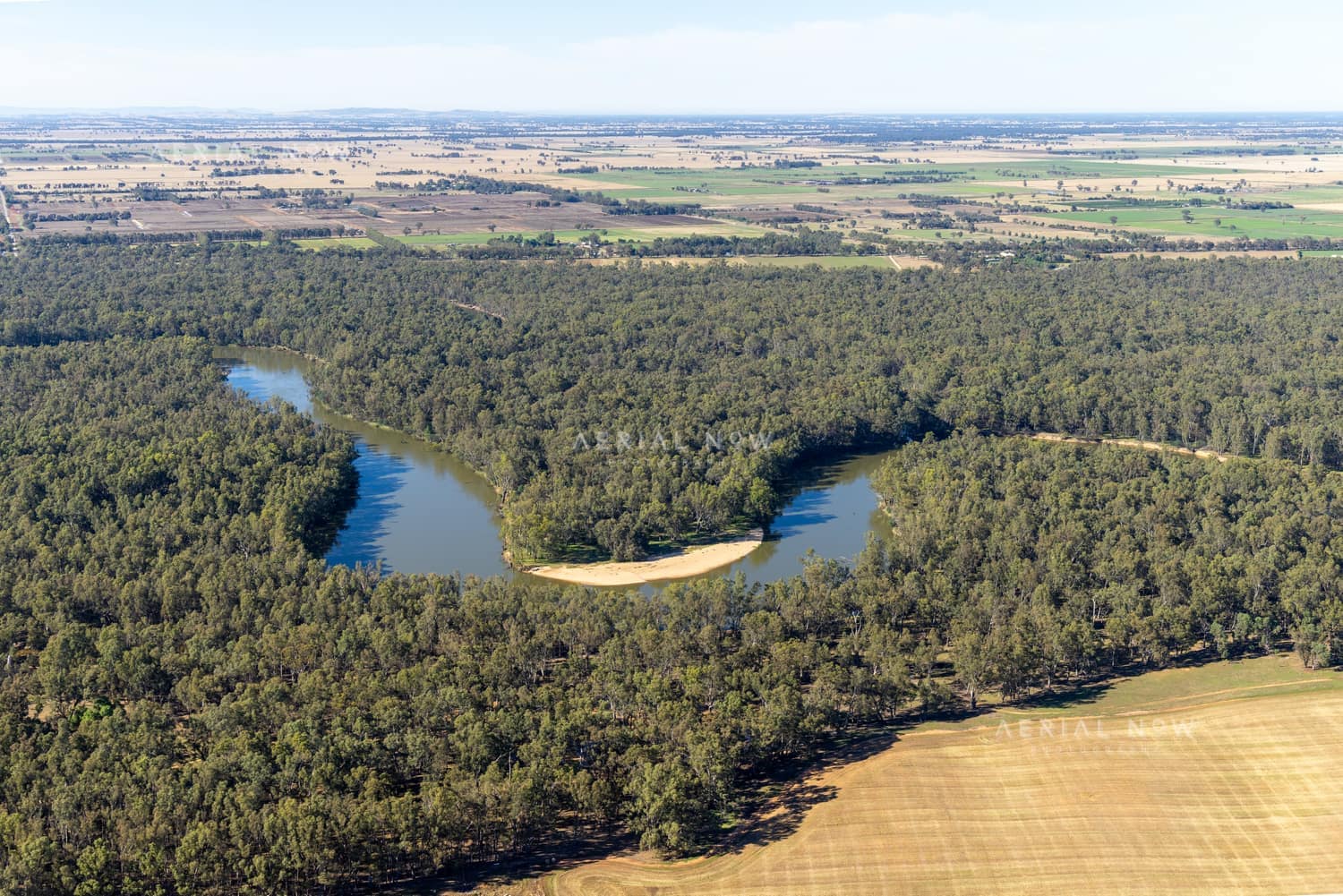 Aerial view of a Murray River bend winding through dense river red gum woodland and surrounding farmland near Cobram East, Victoria.