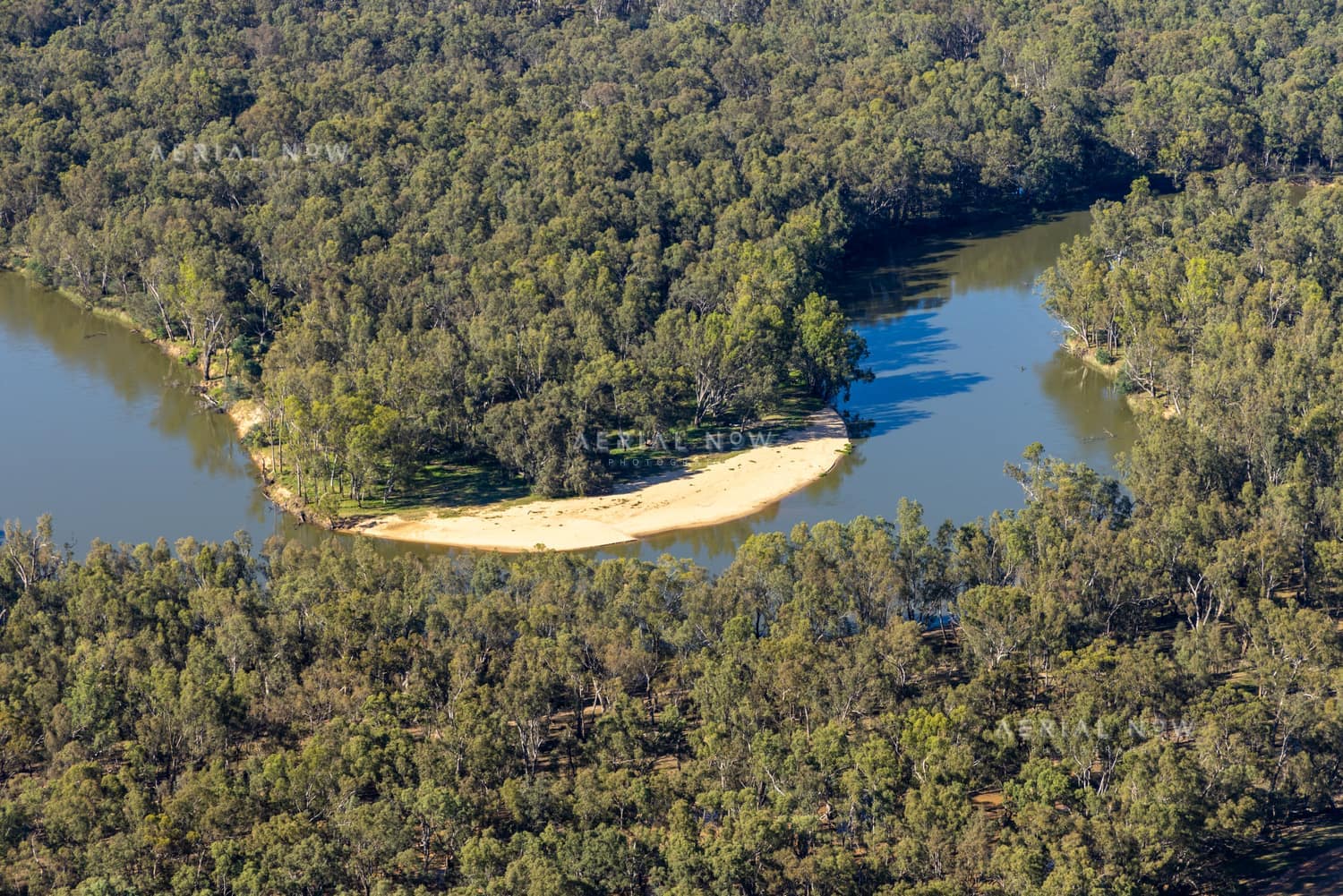 Aerial view of a Murray River bend with a pale sandbar and dense river red gum woodland at Cobram East in Victoria.