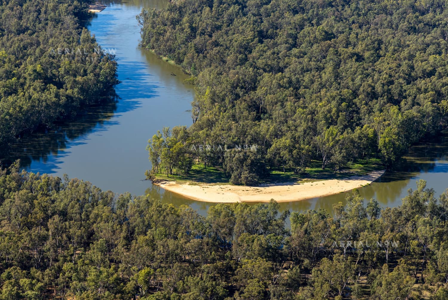 Aerial view of a Murray River bend with a sandy point bar and dense river red gum woodland near Cobram East, Victoria.
