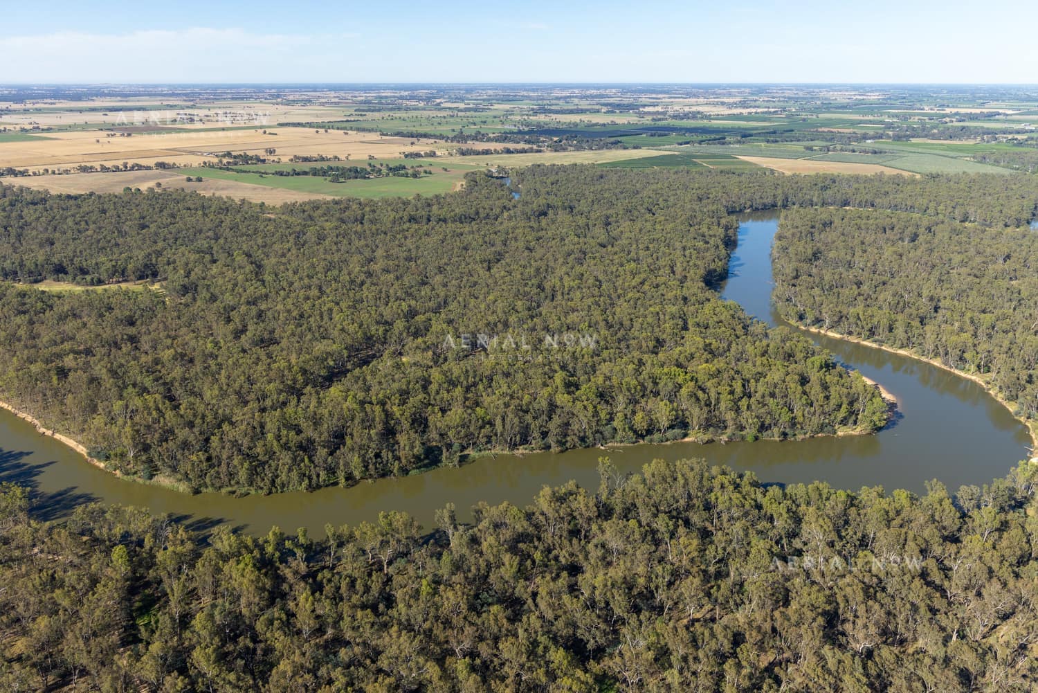 Aerial view of the Murray River curving through dense river red gum woodland and surrounding farmland near Cobram East, Victoria.