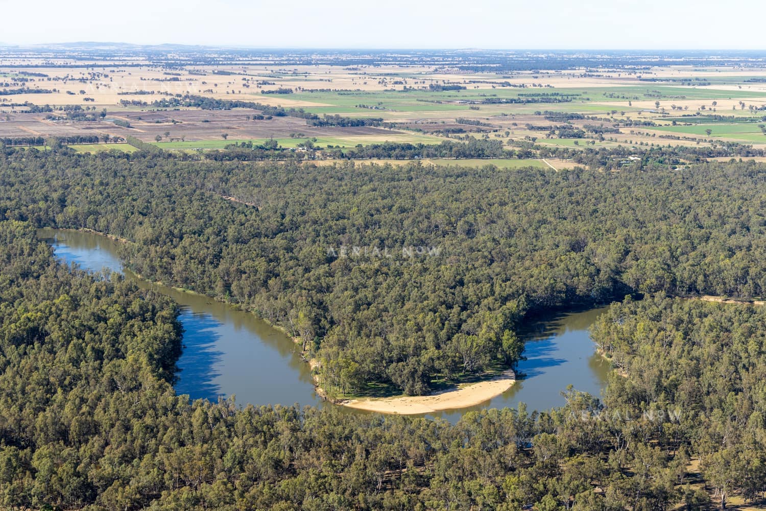 Aerial view of a Murray River bend winding through dense river red gum woodland with farmland beyond near Cobram East, Victoria.