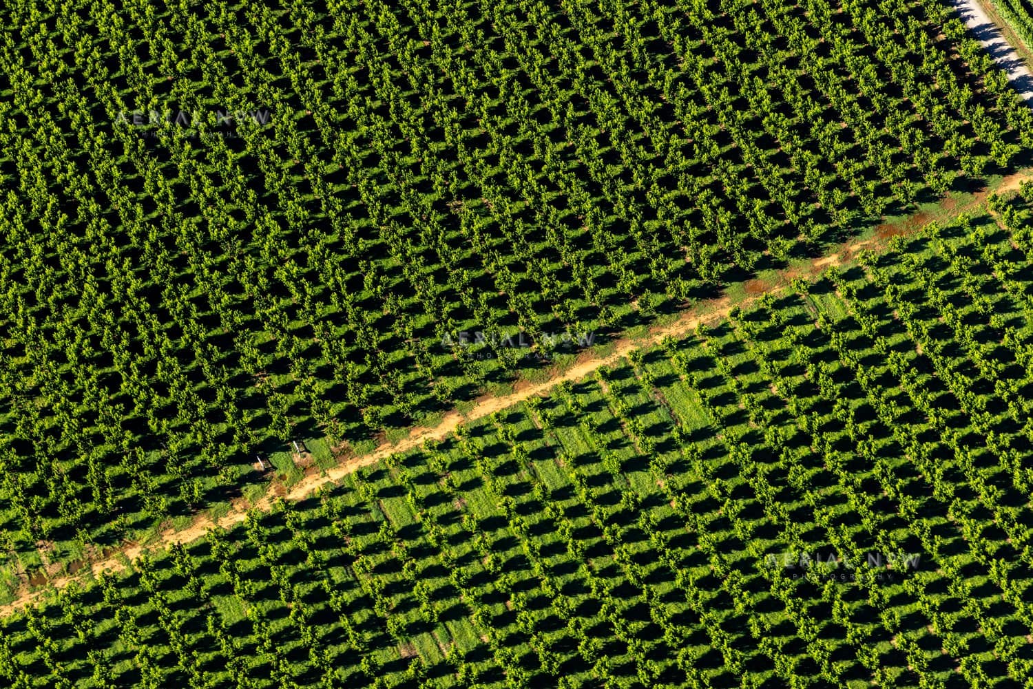 Aerial view of dense green orchard rows divided by a farm track near Cobram in northern Victoria.