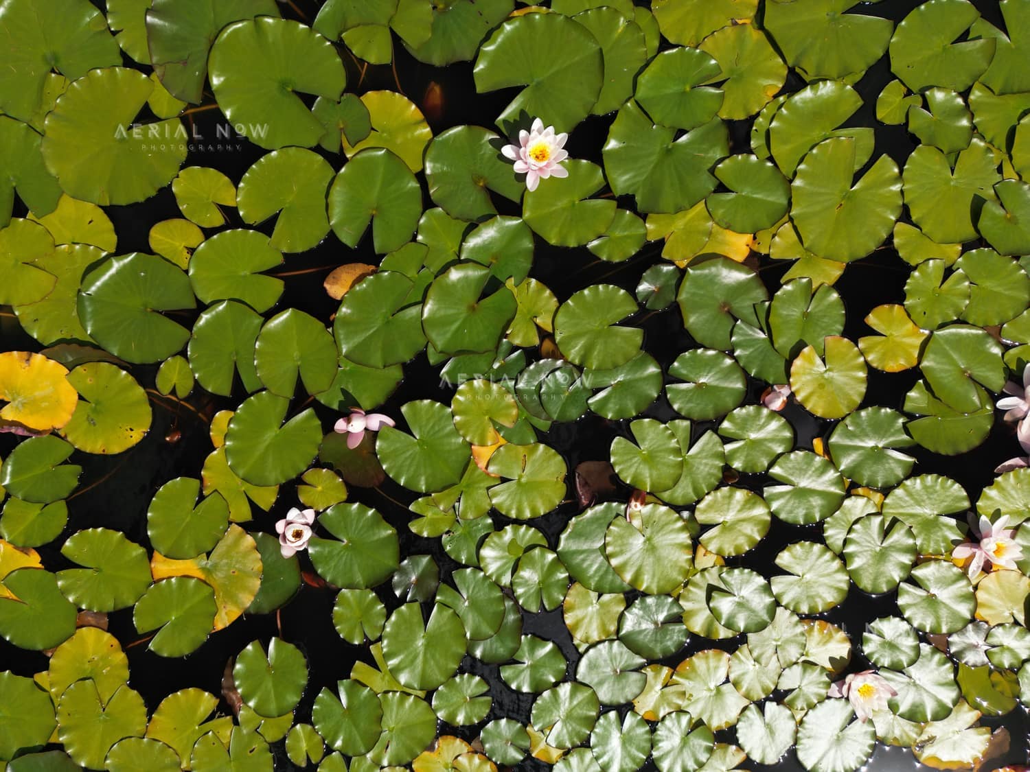 Close overhead view of green water lily pads and white flowers on a pond at Launching Place, Victoria.