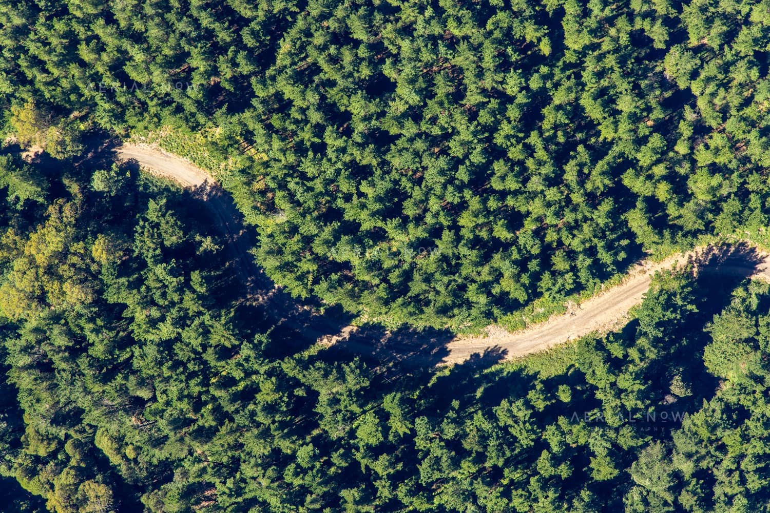 Aerial view of a winding dirt forest track cutting through dense green trees in the Otway Ranges, Victoria.
