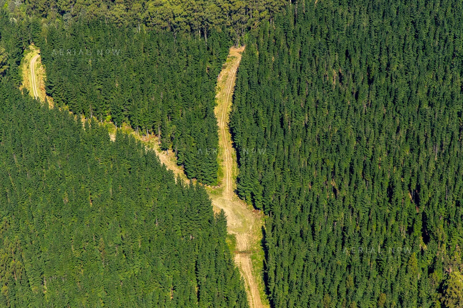 Aerial view of a dense pine plantation with a cleared firebreak and access track through forest in the Otway Ranges, Victoria.