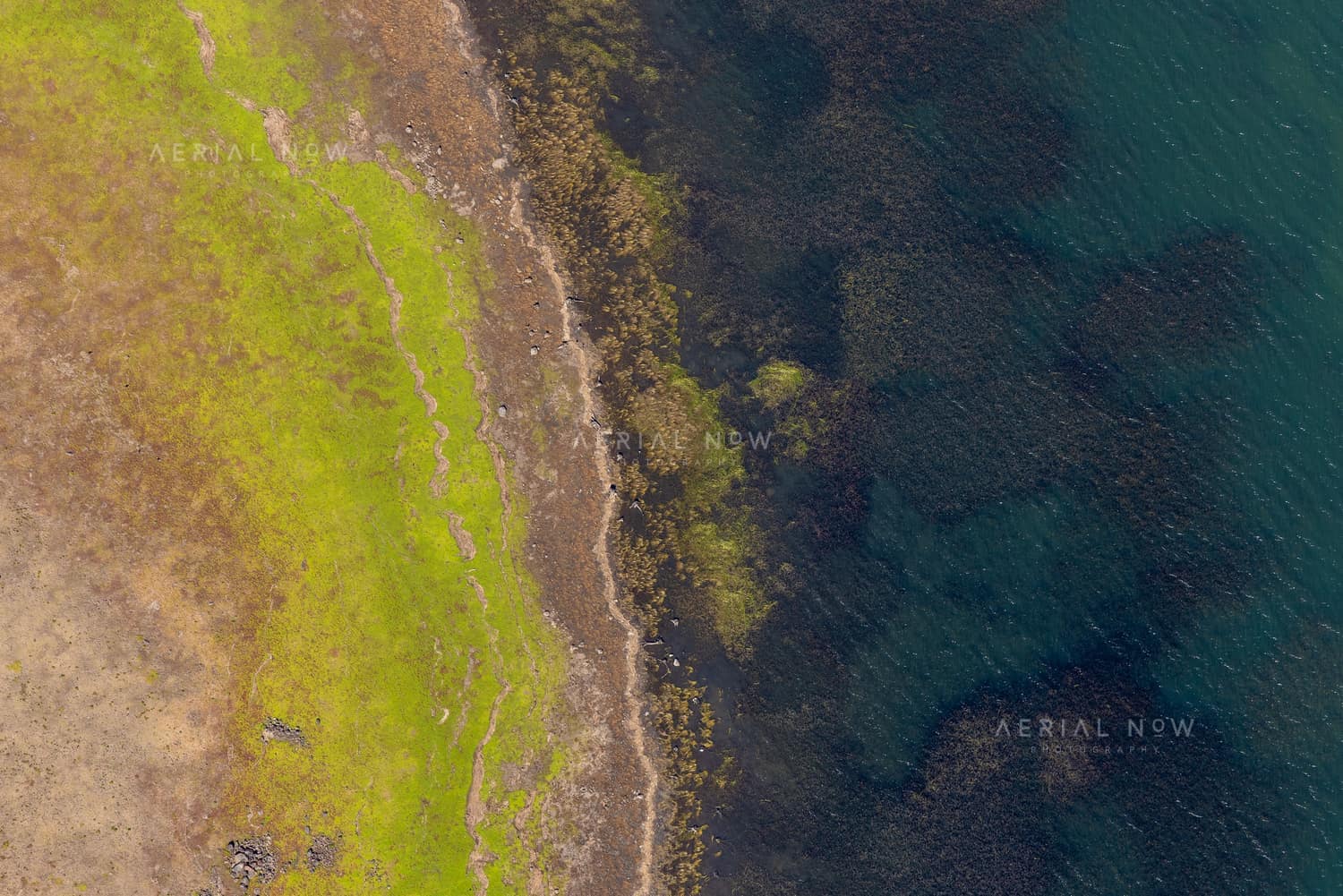 Aerial view of the Lake Modewarre shoreline at Modewarre VIC, showing shallow water, algae-darkened lakebed and grassy foreshore.