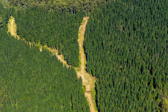 Aerial view of a dense pine plantation with a cleared firebreak and access track through forest in the Otway Ranges, Victoria.