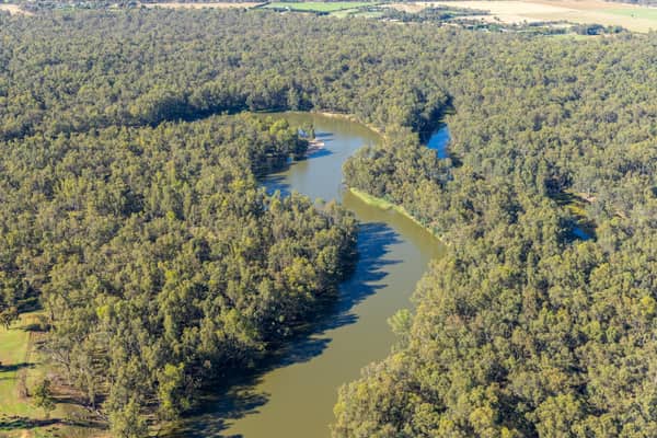 Aerial view of a Murray River bend winding through dense river red gum woodland and nearby farmland at Boomanoomana NSW.