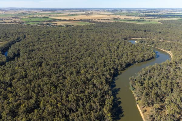 Aerial view of a broad bend in the Murray River winding through dense woodland and surrounding farmland at Boomanoomana NSW.