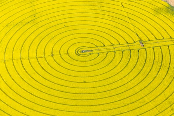 Aerial view of a bright yellow centre pivot crop field with circular tractor tracks near Wyuna in Victoria.