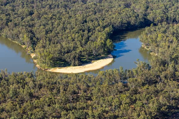 Aerial view of a Murray River bend with a pale sandbar and dense river red gum woodland at Cobram East in Victoria.