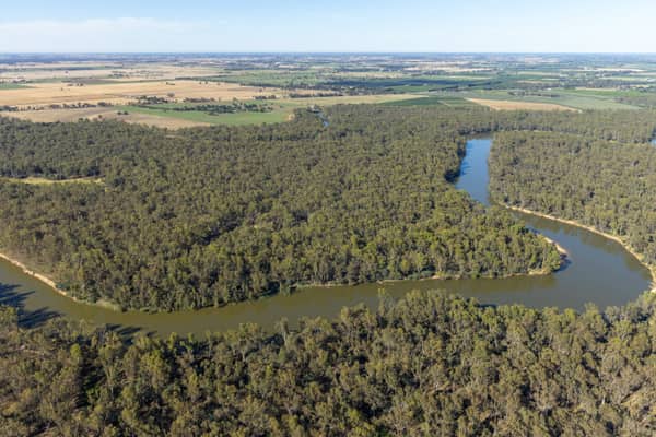 Aerial view of the Murray River curving through dense river red gum woodland and surrounding farmland near Cobram East, Victoria.