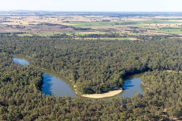 Aerial view of a Murray River bend winding through dense river red gum woodland with farmland beyond near Cobram East, Victoria.