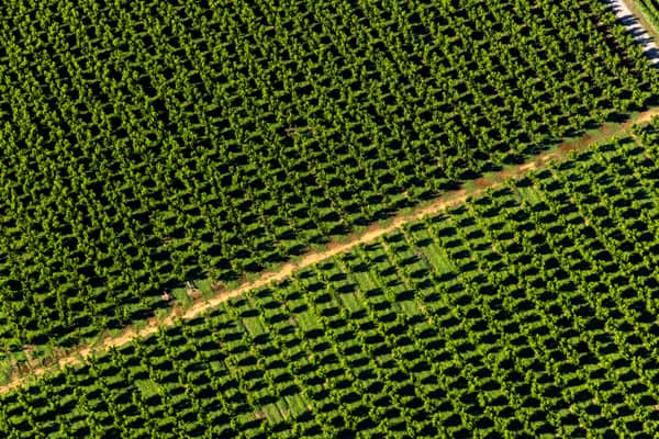 Aerial view of dense green orchard rows divided by a farm track near Cobram in northern Victoria.